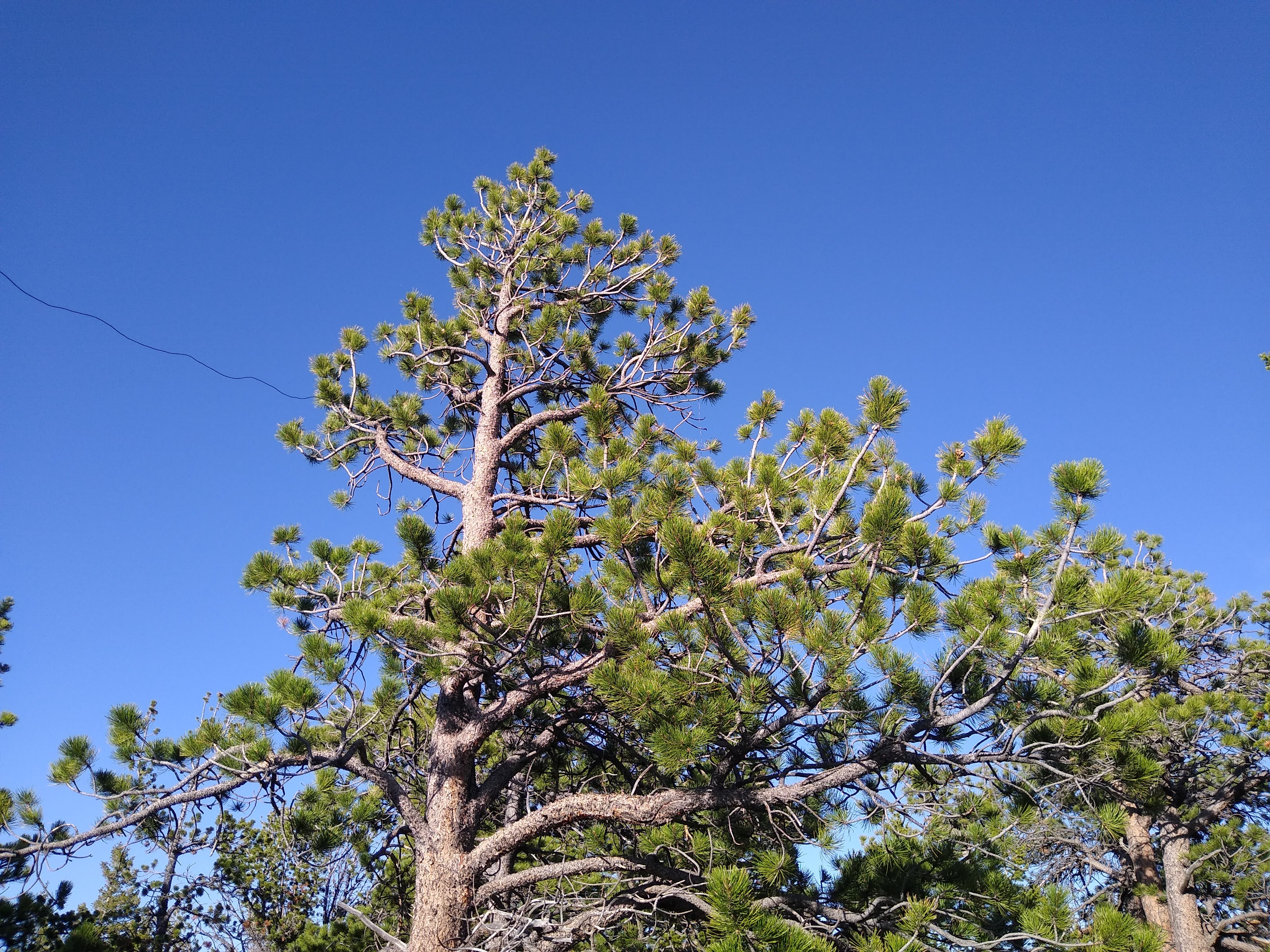 Treetop view